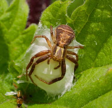 Image of common crab spider