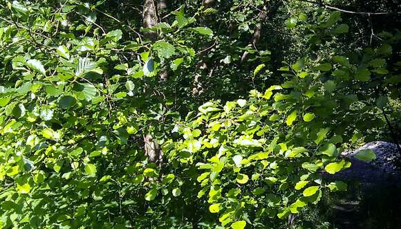 Image of European alder