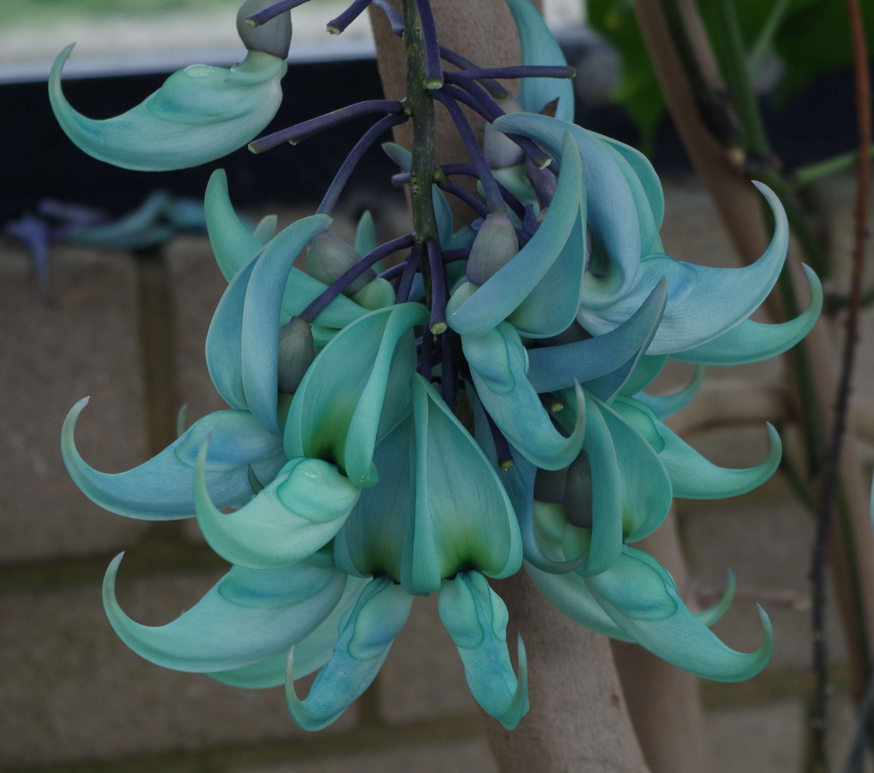 Image of Jade Vine