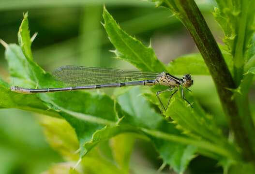 Image of Azure Bluet