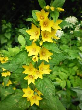 Image of Dotted Loosestrife