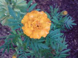 Tagetes erecta L. resmi