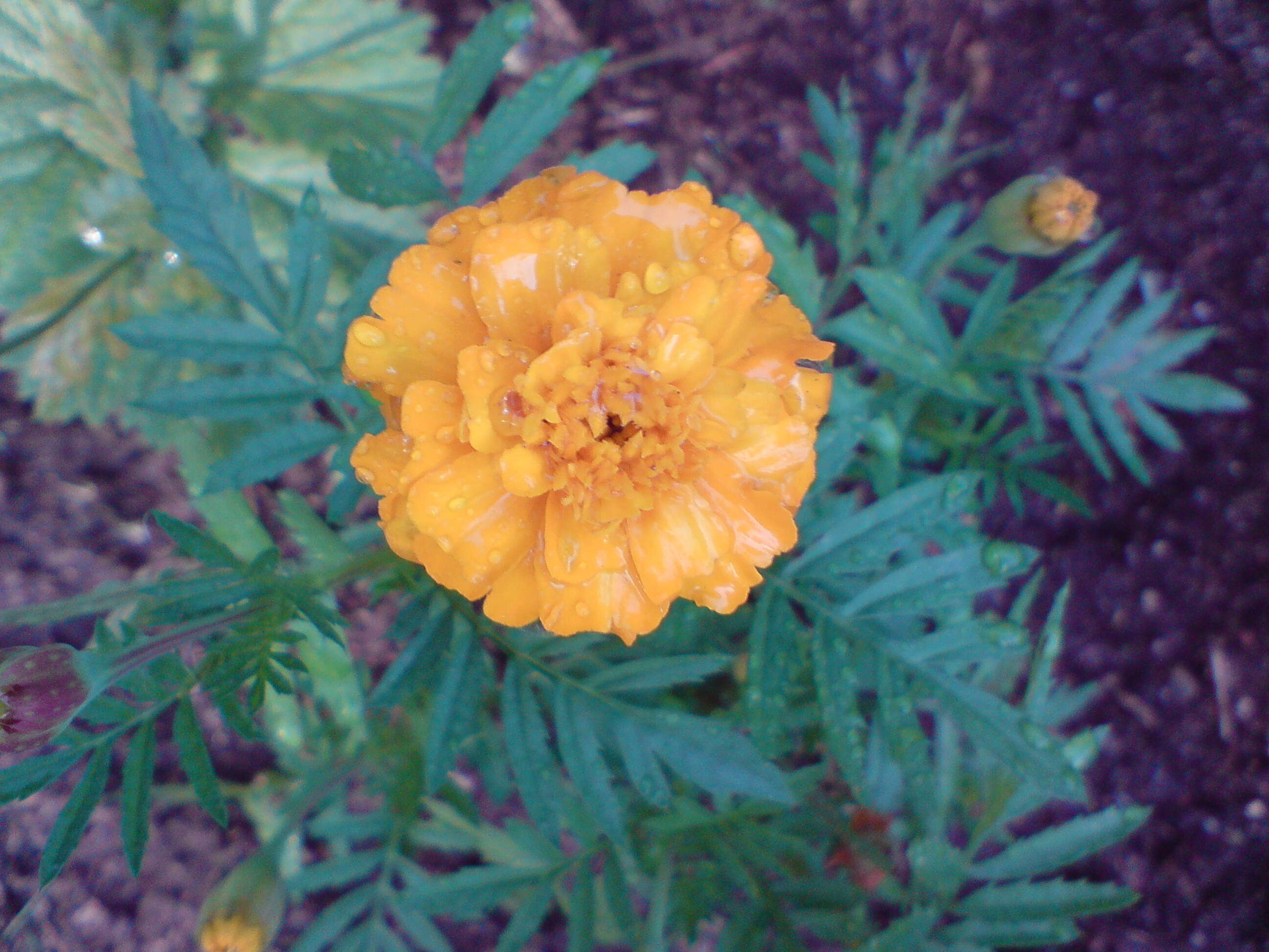 Plancia ëd Tagetes erecta L.