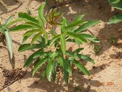 Imagem de Cochlospermum tinctorium Perr. ex A. Rich.