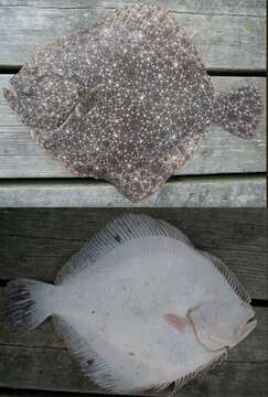 Image of turbot