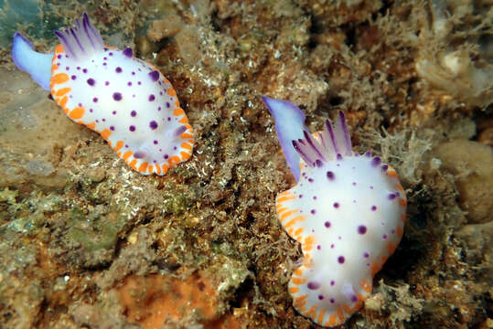 Image of Mexichromis macropus Rudman 1983