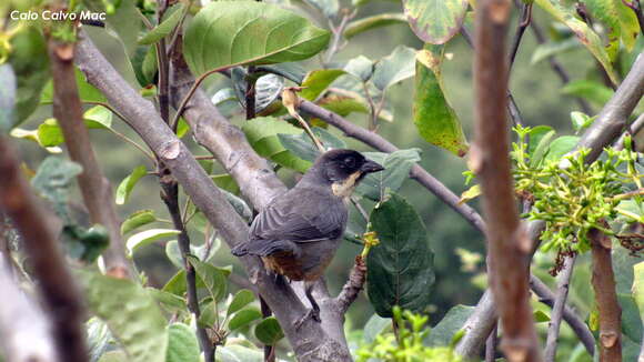 Image of Rusty-bellied Brush Finch