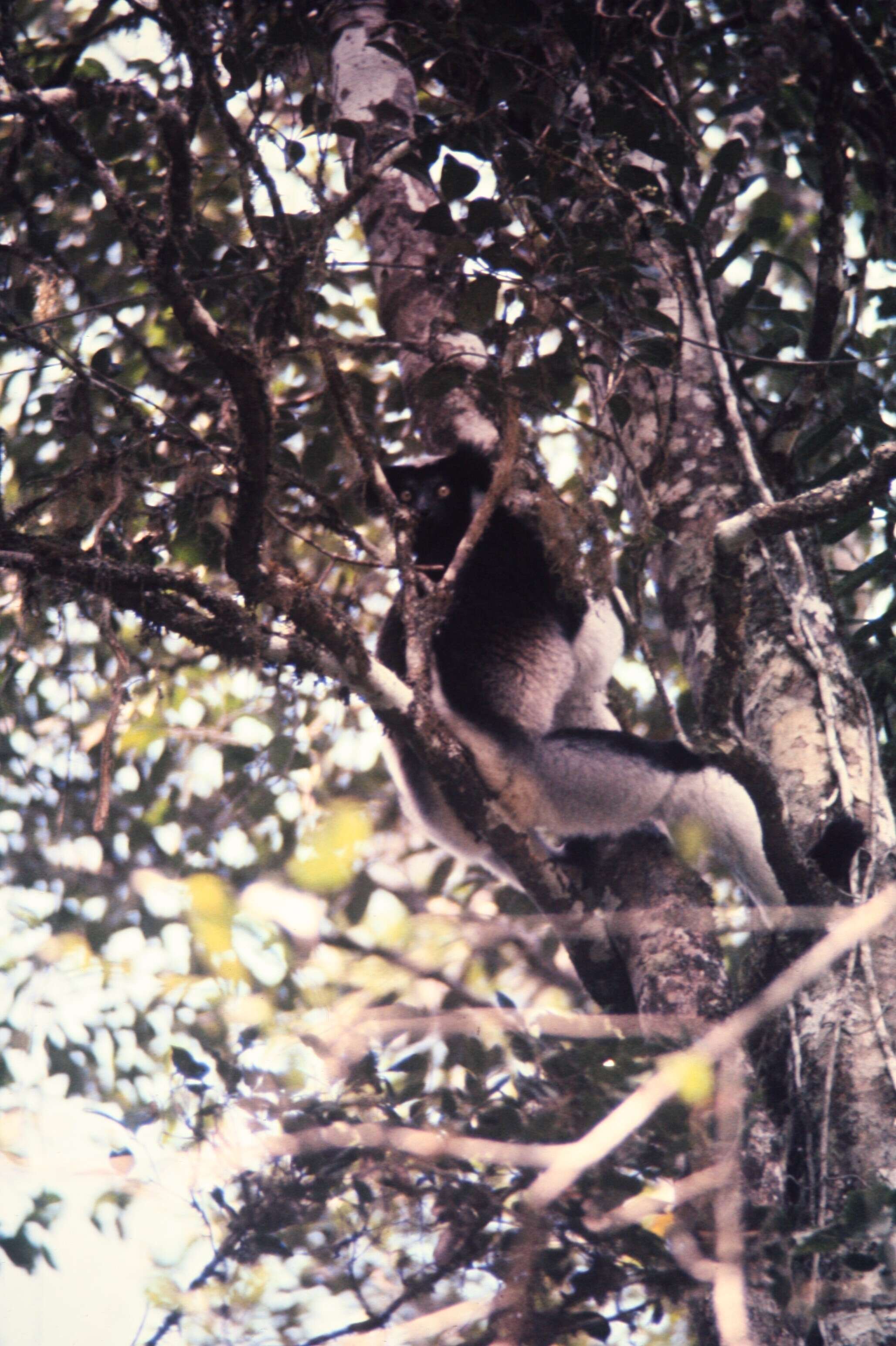 Image of indri