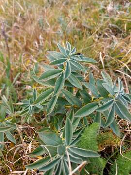 صورة Thermopsis alpina (Pall.) Ledeb.