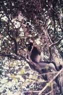 Image of indri