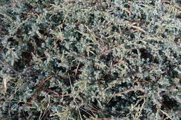 Image of Juniperus communis var. hemisphaerica (Jacq. & C. Presl) Parl.