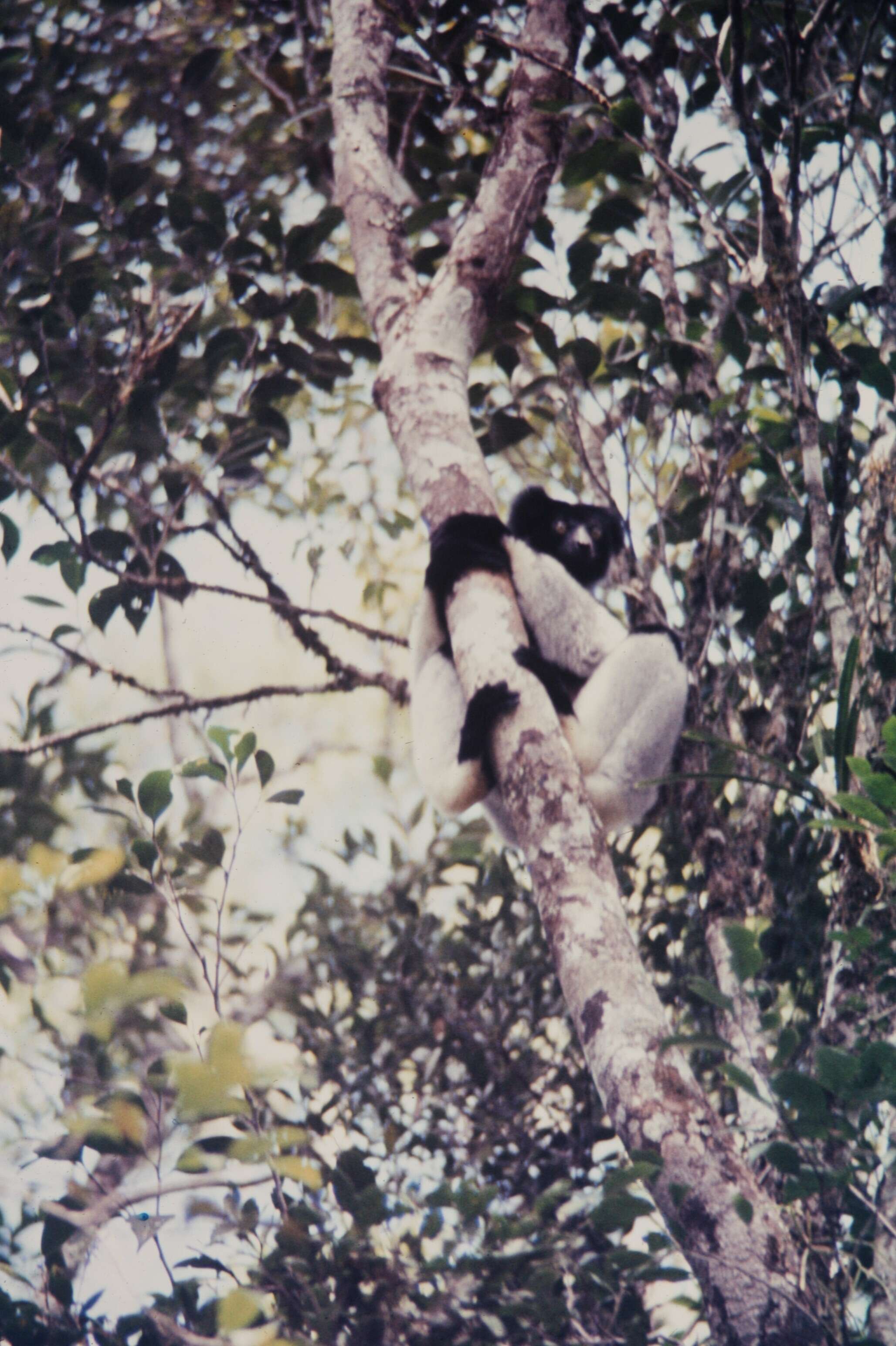 Imagem de Indri É. Geoffroy Saint-Hilaire & G. Cuvier 1796