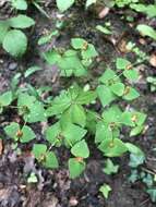 Image of sweet spurge