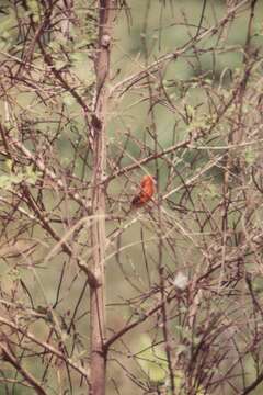 Image of Madagascar Red Fody