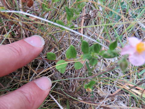 Image of Helianthemum nummularium var. pyrenaicum (Janchen) C. Raynaud