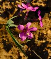 Image of Ixia parva Goldblatt & J. C. Manning