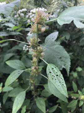 Imagem de Acalypha virginica L.