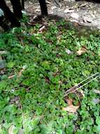 Image of Dichondra repens J. R. Forster & G. Forster