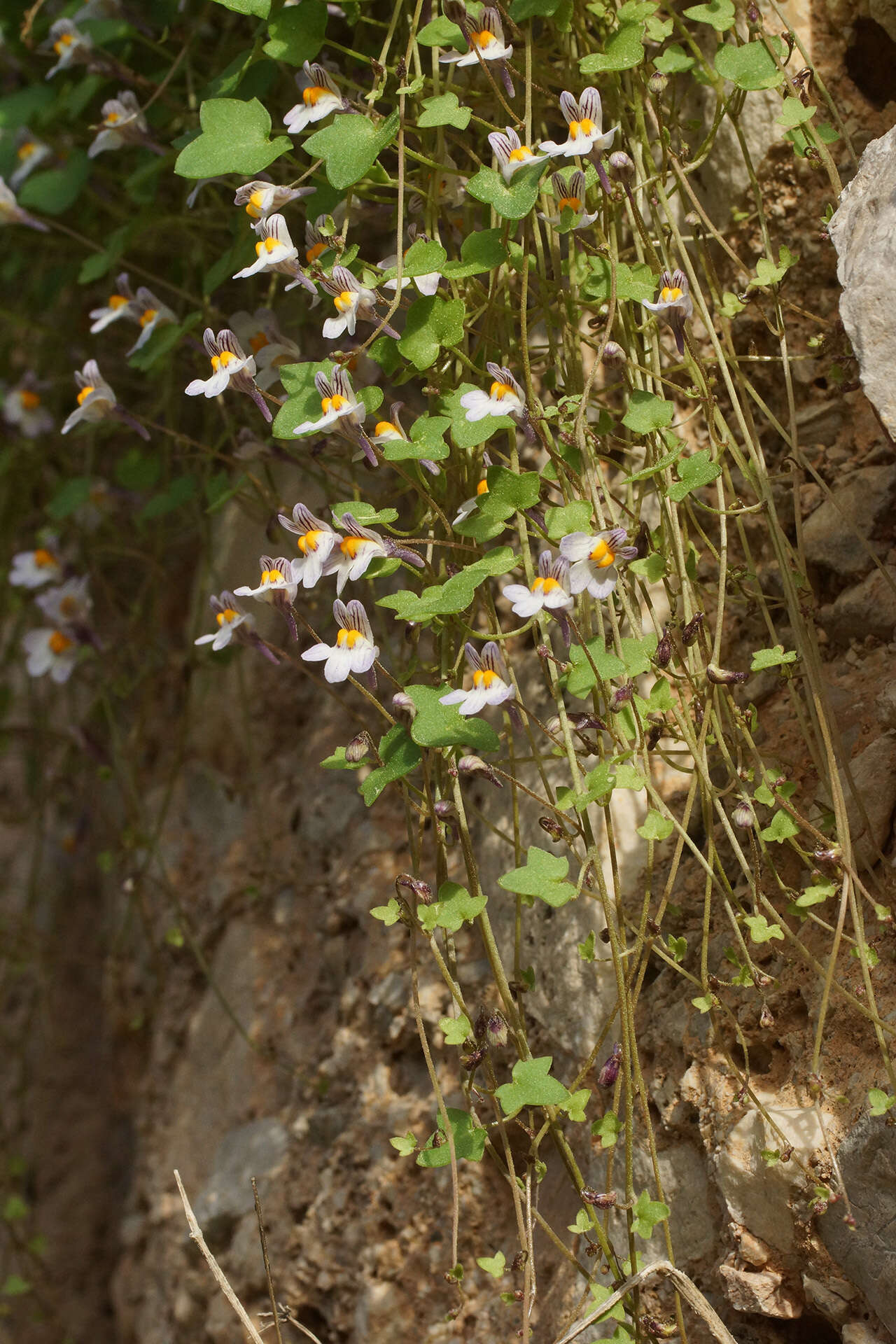 Image of Cymbalaria longipes (Boiss. & Heldr.) A. Cheval.