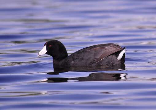 Image of Fulica Linnaeus 1758