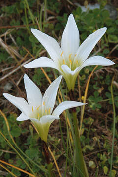 Image of Zephyranthes atamasco (L.) Herb.