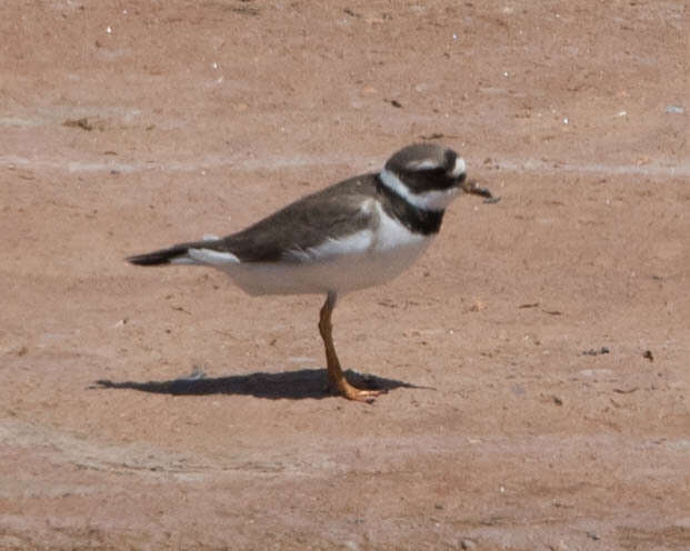 Image of ringed plover, common ringed plover