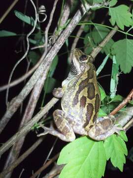 Image of Lowland Burrowing Treefrog