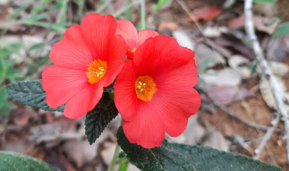 Imagem de Turnera longiflora Cambess.