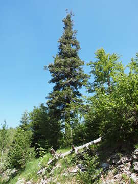 Image of Silver Fir