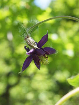 Aquilegia grata Zimmeter的圖片