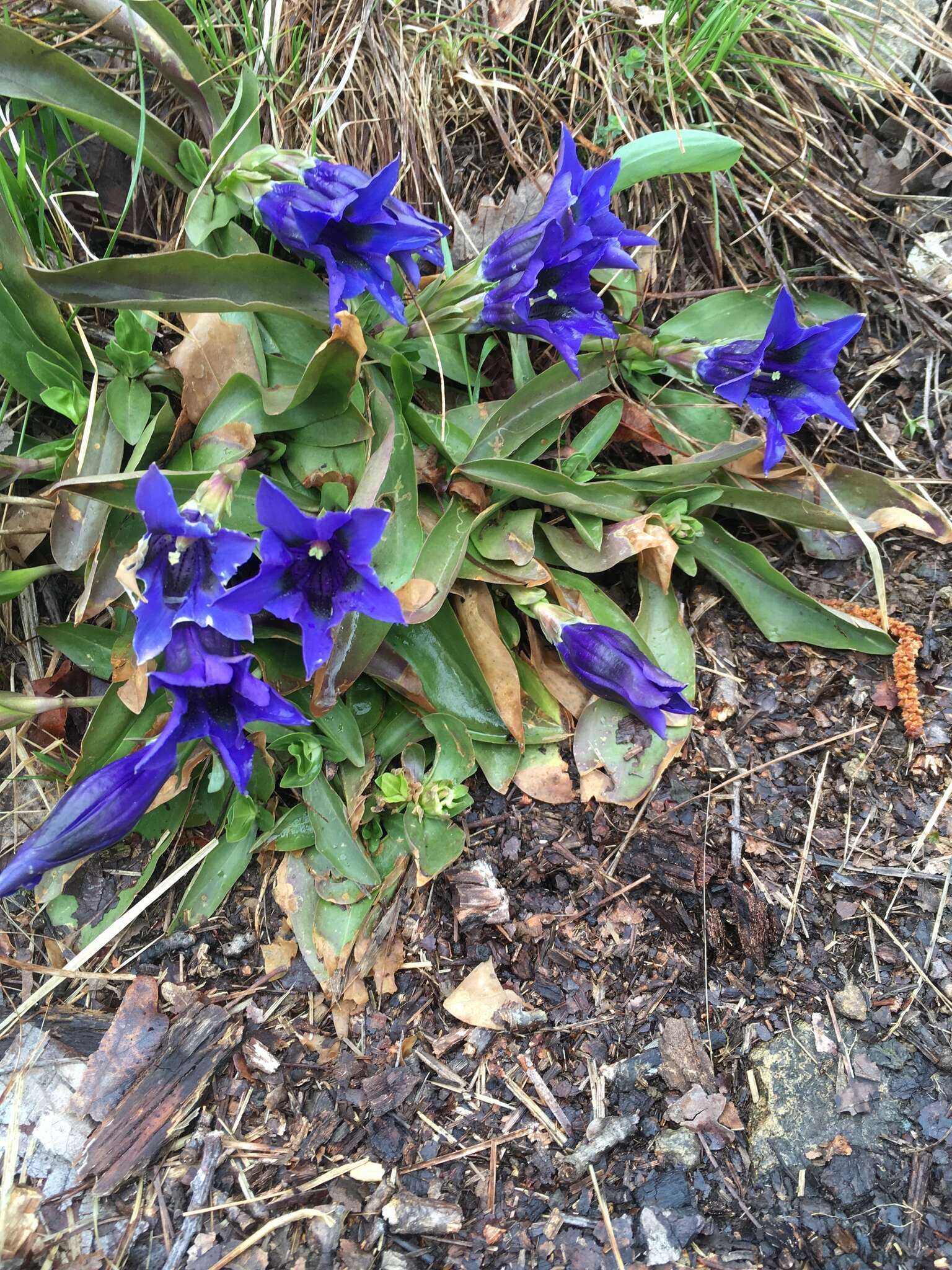 صورة Gentiana clusii subsp. clusii