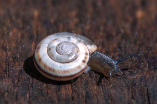 Image of girdled snail