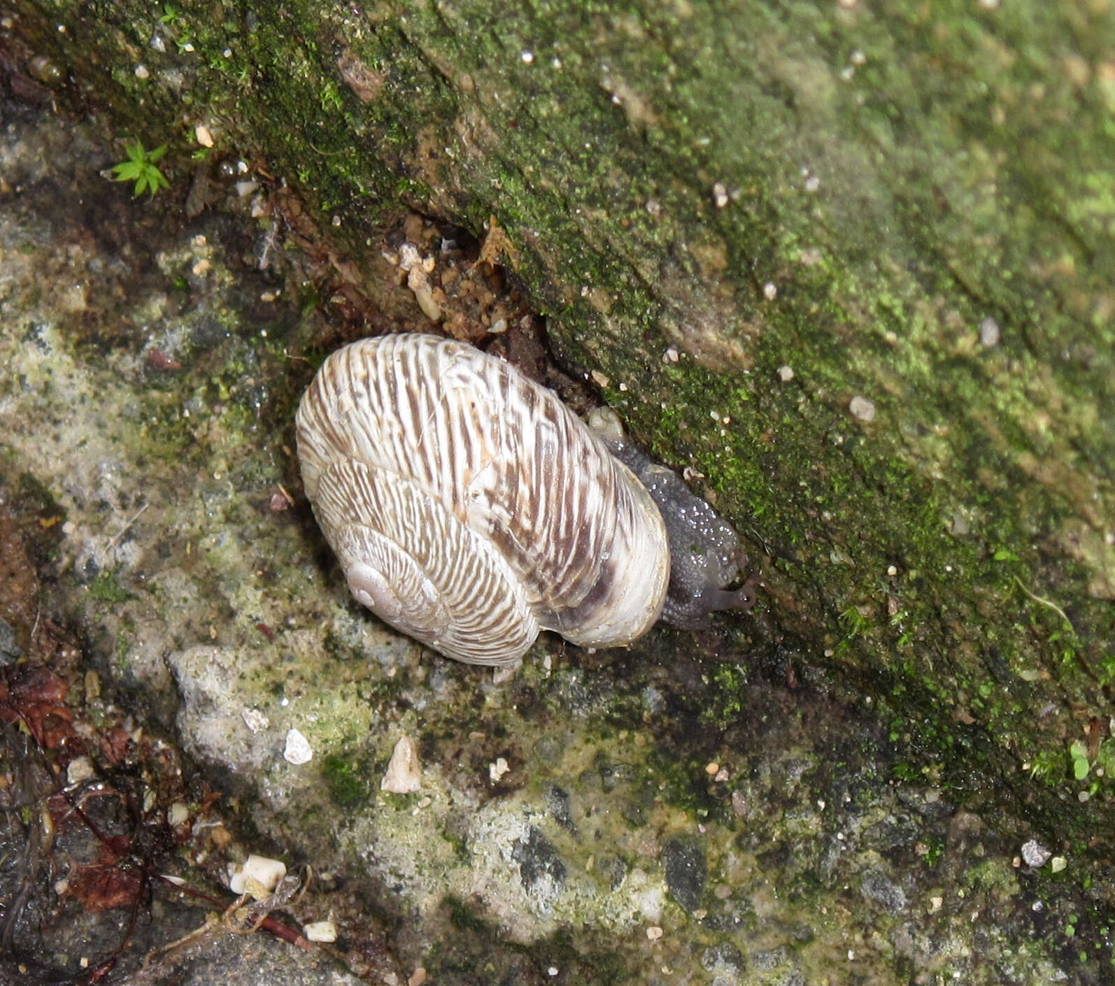 Image of Marmorana muralis (O. F. Müller 1774)