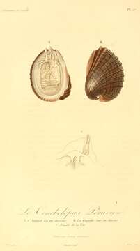 Image of Concholepas Lamarck 1801