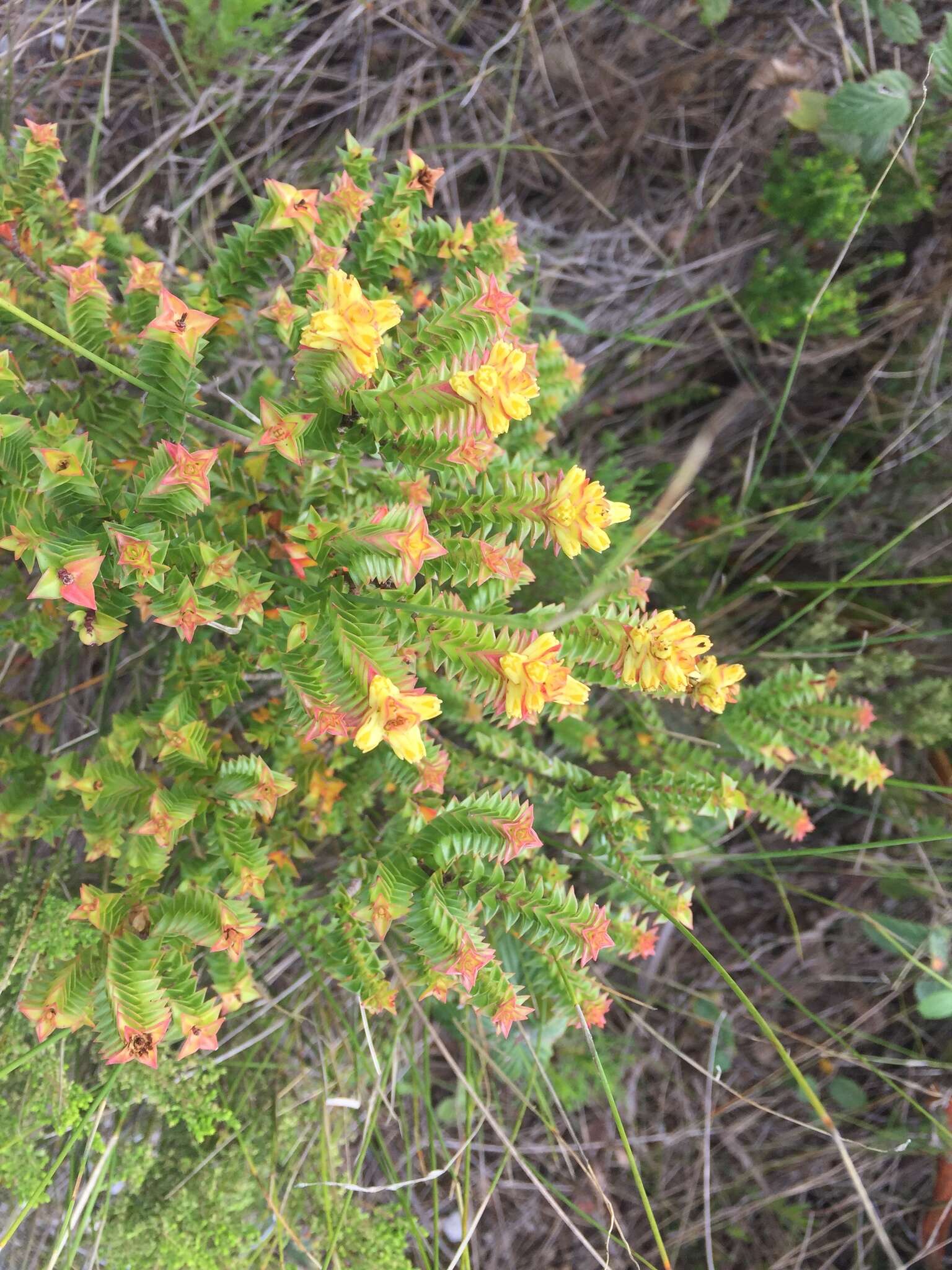 Penaea mucronata L.的圖片