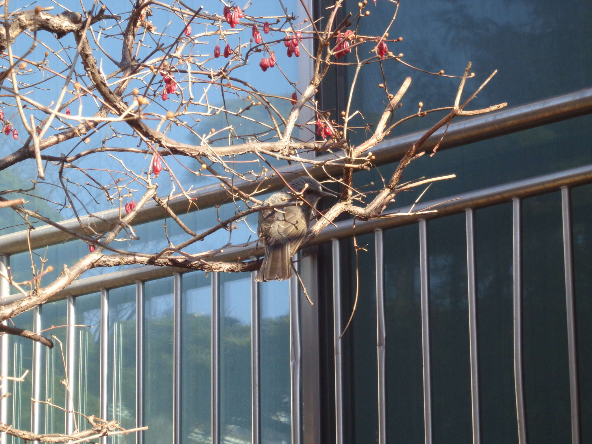 Image of Brown-eared Bulbul