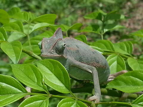 Image of Cone-head Chameleon