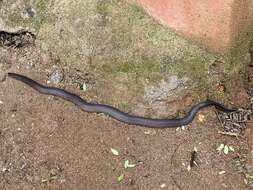 Image of Perrotet's Mountain Snake