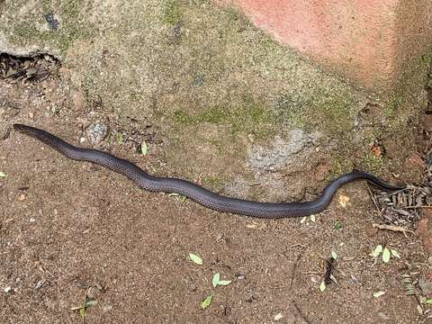 صورة Xylophis perroteti (A. M. C. Duméril, Bibron & A. H. A. Duméril 1854)