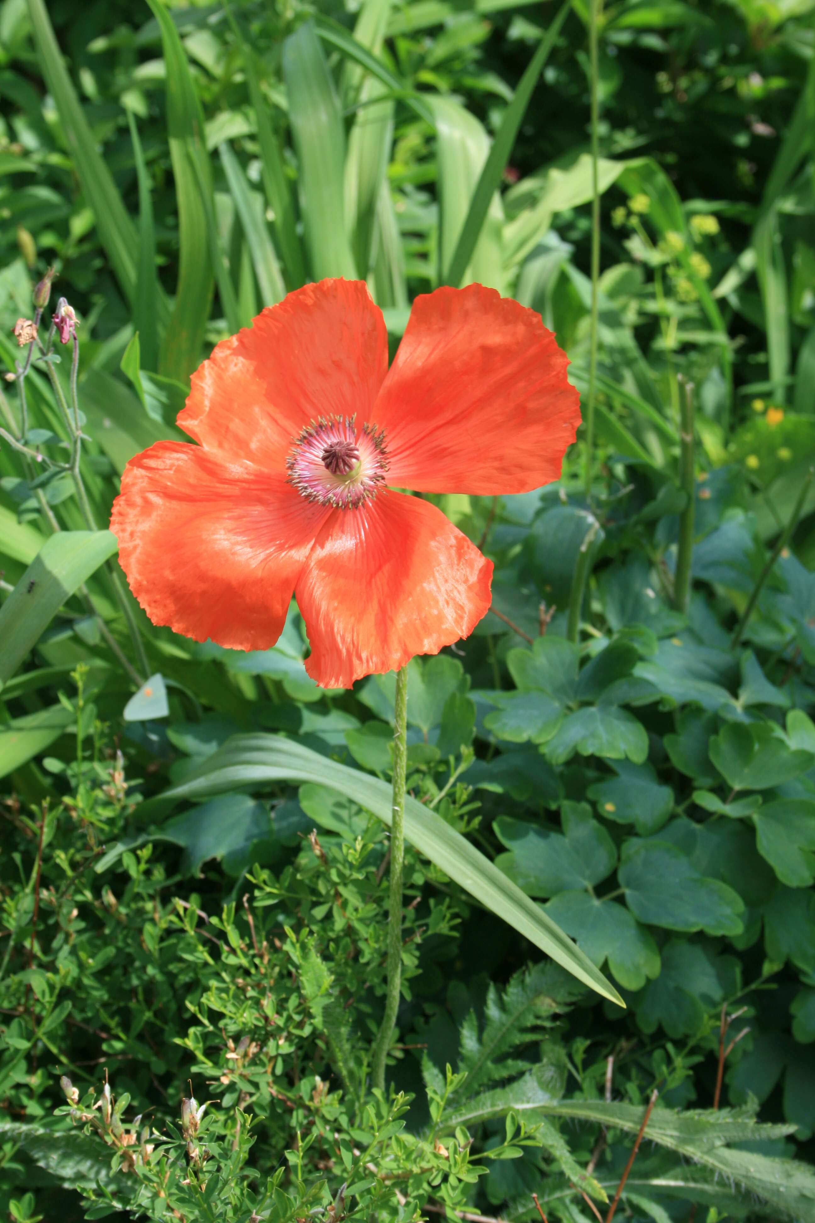 Image of Oriental poppy