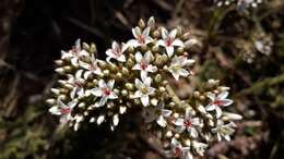 Image of Crassula scabra L.