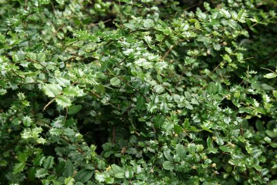 Image of Dwarf Holly