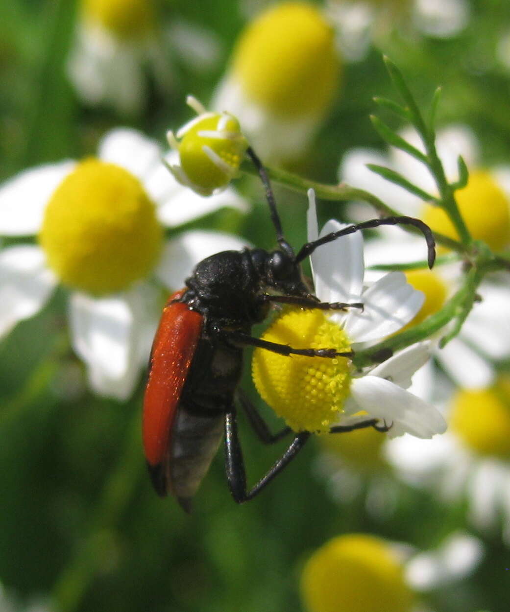 Image of Stictoleptura cordigera (Fueßlins 1775)