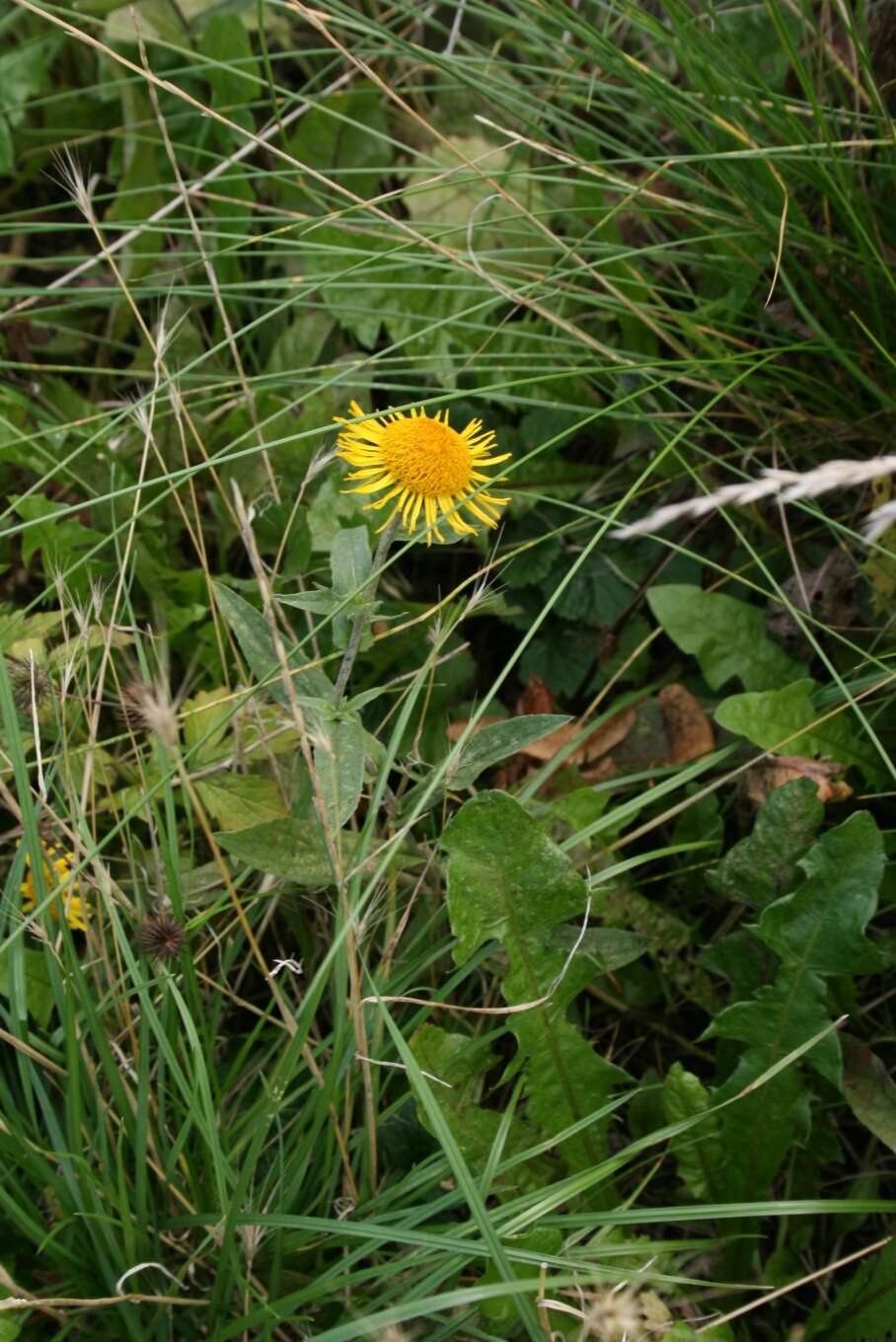 Image of Inula salicina