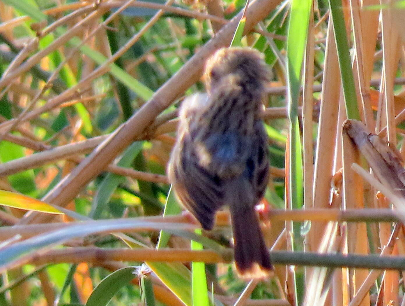 Sivun Cisticola subruficapilla windhoekensis (Roberts 1937) kuva