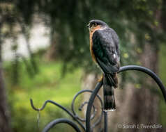 Image of Sharp-shinned Hawk