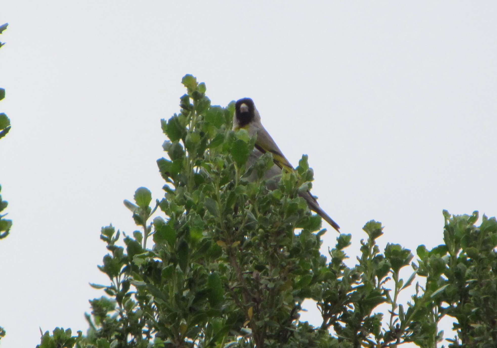 Image of Lawrence's Goldfinch