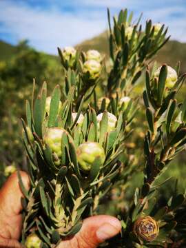 Imagem de <i>Leucadendron lanigerum</i> var. <i>laevigatum</i>