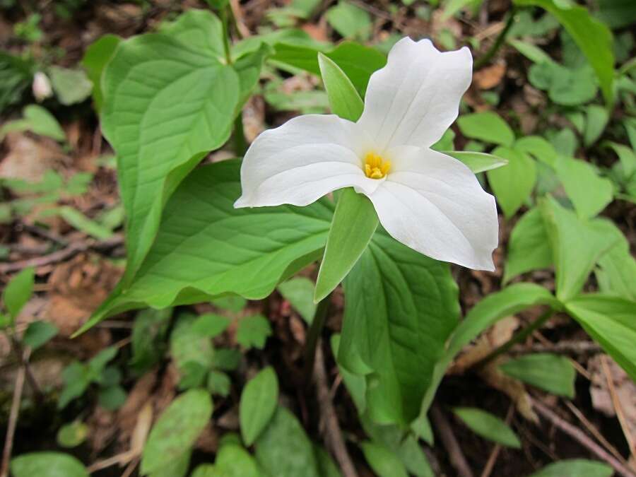 Imagem de Trillium grandiflorum (Michx.) Salisb.