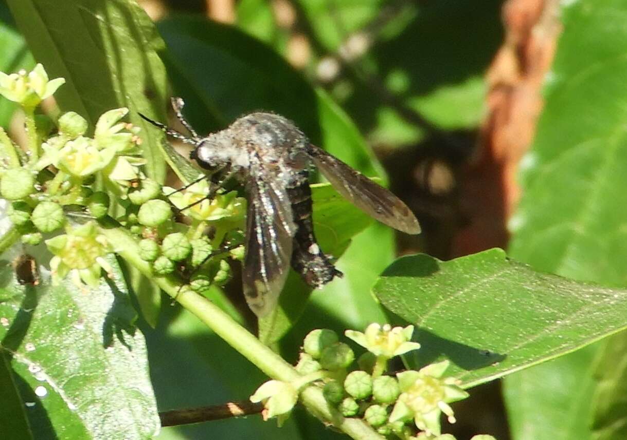 Image of Lepidophora vetusta Walker 1857